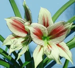 Ценна информация как да се грижите за растение в саксия Hippeastrum в дома