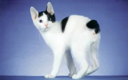 Camye приятелски породи котки (приятелска породи котки) Camye приятелски породи котки