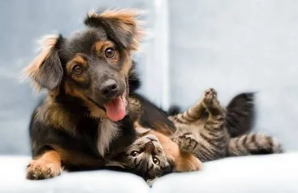 Camye приятелски породи котки (приятелски породи котки) Camye приятелски породи котки