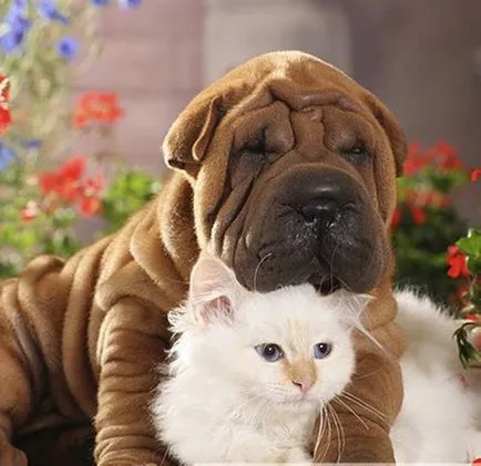 Camye приятелски породи котки (котки) Camye приятелски породи котки