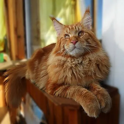 Camye приятелски породи котки (приятелски породи котки) Camye приятелски породи котки