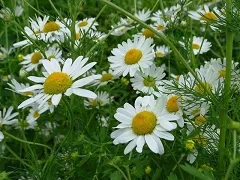 Какво е различен от мъгла мъгла meteovesti от Фобос (мъгла) Какво е различен от мъглата на мъгла meteovesti Фобос