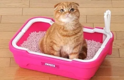 Than за лечение на конюнктивит при котките