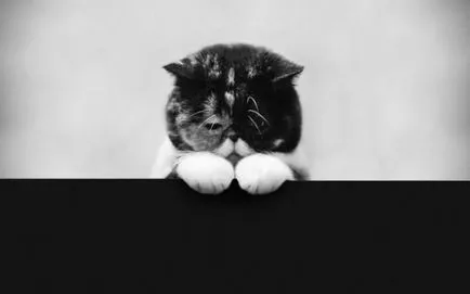 Какво и как да евтаназия на котка черти на дома лечения