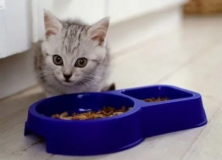 Какво да се хранят коте и колко пъти на ден (коте) Какво да се хранят коте и колко пъти на ден