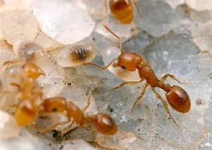 Какво да правим, ако в къщата бяха мравки, средствата и методите за борба (да се направи) Какво да правим, ако в къщата бяха мравки, средствата и методите за борба