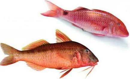Черно море барбун (Барбуня) описание, снимки, риболов