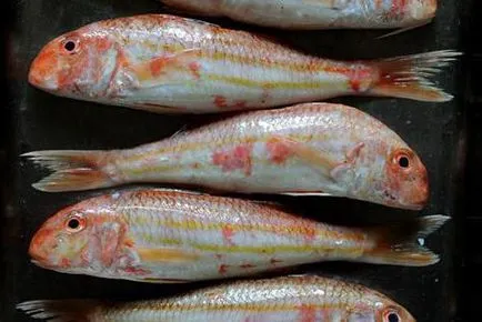 Черно море барбун (Барбуня) описание, снимки, риболов