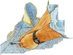 Hogyan tegye linóleum rendesen