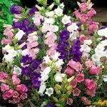 Цветя в страната с имена - 58 снимки