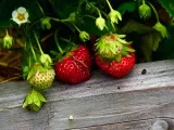 Цветя Калас - засаждане и грижи, кала снимка, отглеждане и съхранение; Калас къща и в градината, кала след