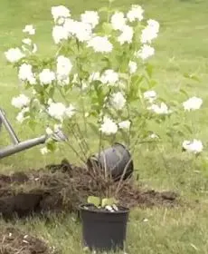 Chubushnik (Jasmine Garden) засаждане и грижи на открито! снимка