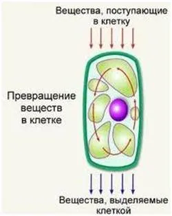 Това е част от хормона на щитовидната жлеза