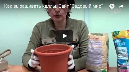 Цветя Калас - засаждане и грижи, кала снимка, отглеждане и съхранение; Калас къща и в градината, кала след