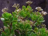 Цвете Calathea - грижа в възпроизвеждане на дома и трансплантацията на Калат; защо Calathea изсъхва и