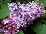 Цвете Calathea - грижа в възпроизвеждане на дома и трансплантацията на Калат; защо Calathea изсъхва и