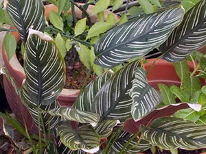 Цвете Calathea - грижа в възпроизвеждане на дома и трансплантацията на Калат; защо Calathea изсъхва и