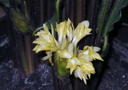 Цвете Calathea - грижа в възпроизвеждане на дома и трансплантацията на Калат; защо Calathea изсъхва и