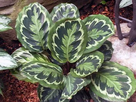Цвете Calathea - грижа в възпроизвеждане на дома и трансплантацията на Калат; защо Calathea изсъхва и