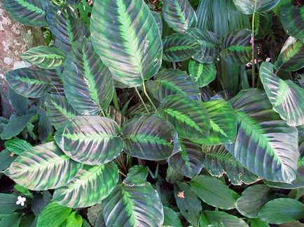 Цвете Calathea - грижа в възпроизвеждане на дома и трансплантацията на Калат; защо Calathea изсъхва и