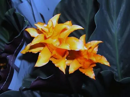 Цвете Calathea - грижа в възпроизвеждане на дома и трансплантацията на Калат; защо Calathea изсъхва и