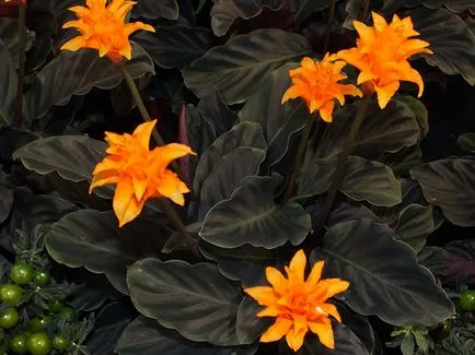 Цвете Calathea - грижа в възпроизвеждане на дома и трансплантацията на Калат; защо Calathea изсъхва и