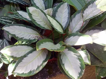 Цвете Calathea - грижа в възпроизвеждане на дома и трансплантацията на Калат; защо Calathea изсъхва и
