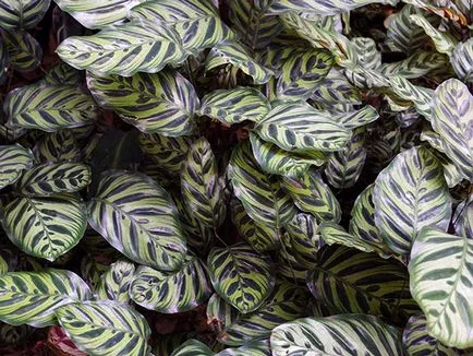 Цвете Calathea - грижа в възпроизвеждане на дома и трансплантацията на Калат; защо Calathea изсъхва и