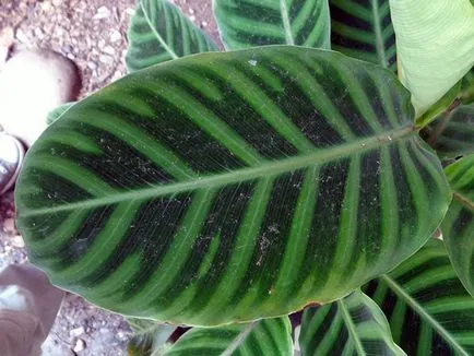Цвете Calathea - грижа в възпроизвеждане на дома и трансплантацията на Калат; защо Calathea изсъхва и