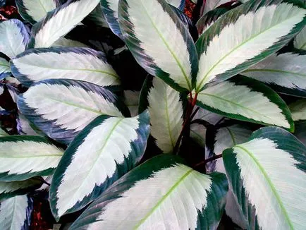 Цвете Calathea - грижа в възпроизвеждане на дома и трансплантацията на Калат; защо Calathea изсъхва и
