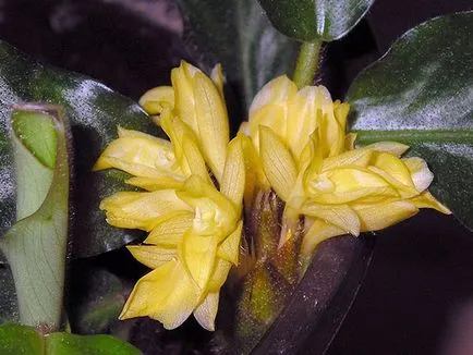 Цвете Calathea - грижа в възпроизвеждане на дома и трансплантацията на Калат; защо Calathea изсъхва и