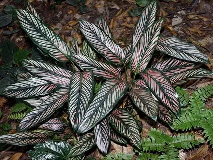 Цвете Calathea - грижа в възпроизвеждане на дома и трансплантацията на Калат; защо Calathea изсъхва и
