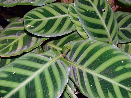 Цвете Calathea - грижа в възпроизвеждане на дома и трансплантацията на Калат; защо Calathea изсъхва и