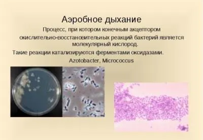 Дихателни бактерии, гъбички, растения, класификация на аеробни тип, анаеробна ферментация