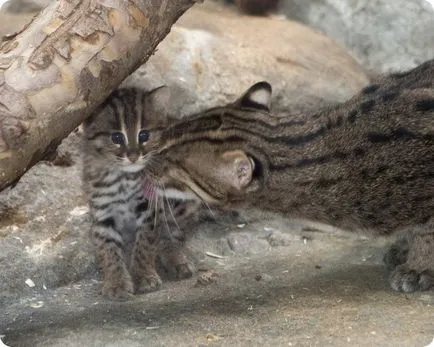 Cub риболов котка от Денвър Zoo