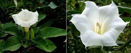 Jimson плевели (Datura - Datura)