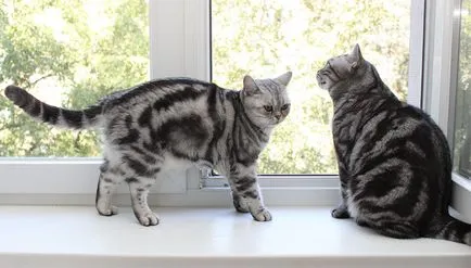 Две котки в къщата