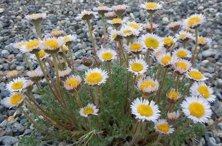 Erigeron снимка, засаждане и грижи