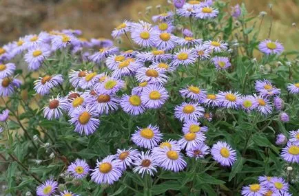 Erigeron снимка, засаждане и грижи