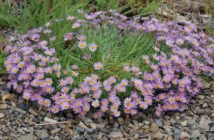 Erigeron снимка, засаждане и грижи