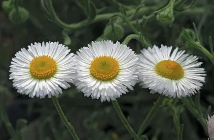Erigeron снимка, засаждане и грижи