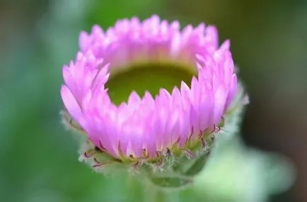 Erigeron снимка, засаждане и грижи