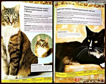 Енциклопедия на Cat