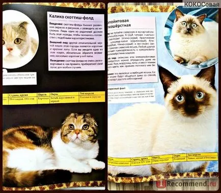 Енциклопедия на Cat