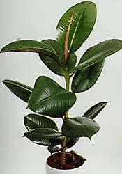 Ficus в знаците на къщата и факти (знаци) Ficus в знаците на къщата и факти