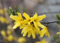 Forsythia (Forsythia) видове със снимка, култивиране, грижи, резитба, зимуване, размножаване