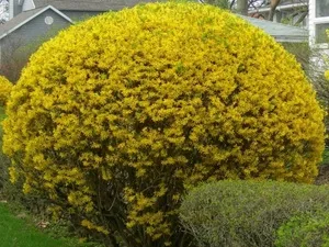 правила Forsythia засаждане, грижи и отглеждане на растения в земята, тъй като това може би е време да цъфти