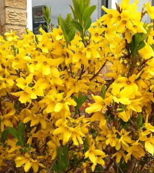 правила Forsythia засаждане, грижи и отглеждане на растения в земята, тъй като това може би е време да цъфти