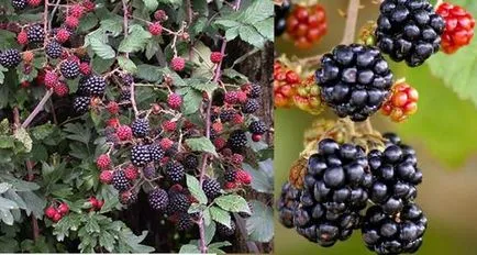 Blackberry сортове и отглеждане