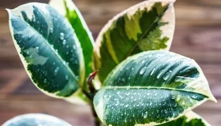 Ficus в знаците на къщата и суеверия, възможно ли е да се запази